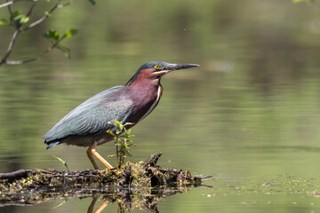 green heron 