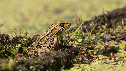 lizard on the grass