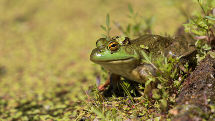 frog in the grass