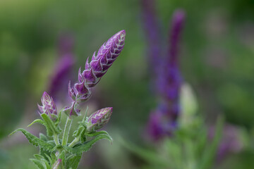 flower in the garden