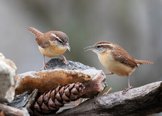 two carolina wrens