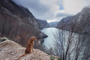 Red dog on the background of the river with emerald water in the fog. Nova Scotia duck tolling retriever in nature