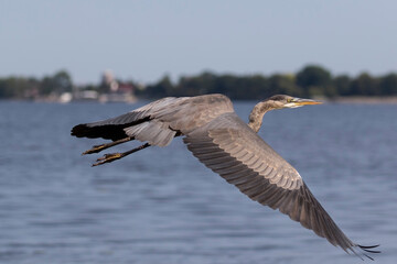 heron ardea cinerea