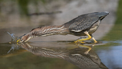 green heron 