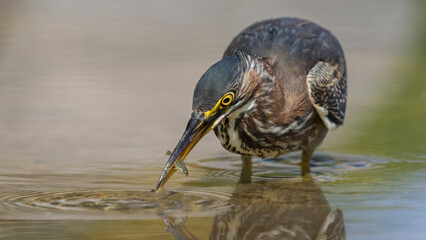 green heron 