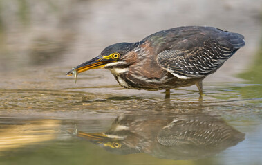 green heron 