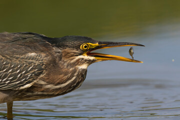 green heron 