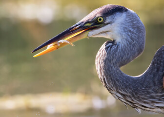 grey heron ardea cinerea