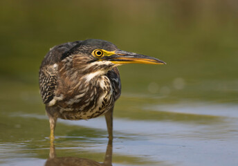 green heron 