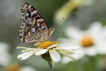 butterfly on a flower