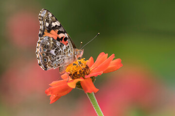 butterfly on flower