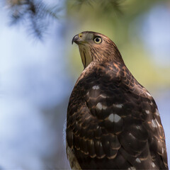 red tailed hawk