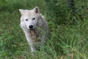 Obraz premium gray wolf canis lupus