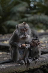 Monkeys in Ubud, Bali, Indonesia (Moody Dark Green)
