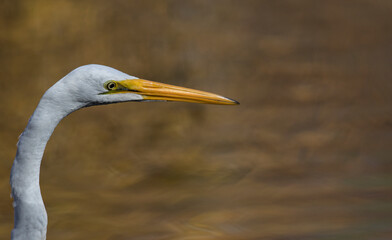 great heron