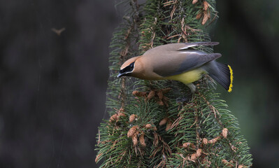 cedar wax wing 