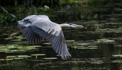 heron in flight