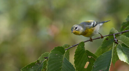 bird