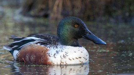 Northern shoveler 
