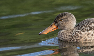 Northern shoveler 