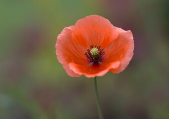 Fototapeta premium red poppy flower