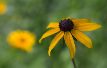 yellow flower in the garden