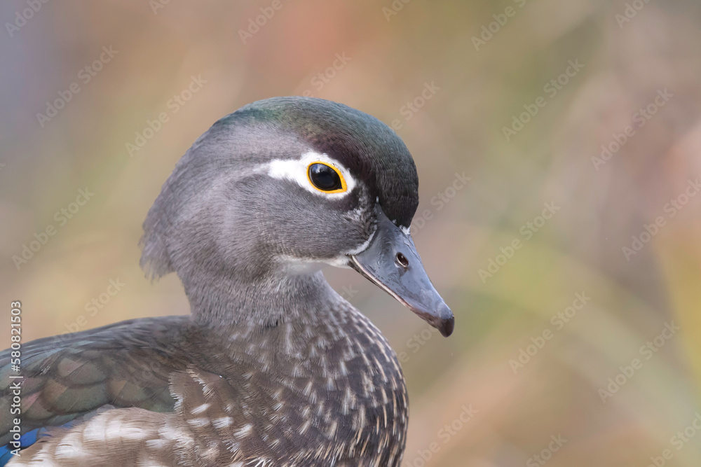 Poster wood duck