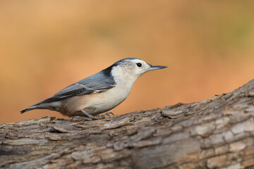 nuthatch