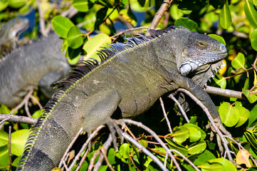 Green iguanas in a bush on the Caribbean island of St. Martin