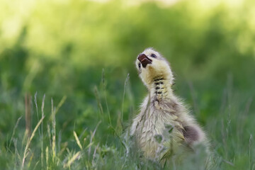 duck