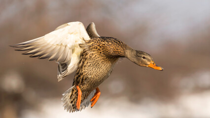 mallard duck