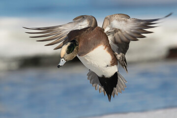 duck