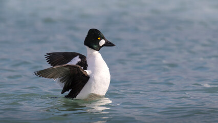 country goose swimming in water