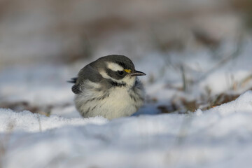 Obraz premium small bird