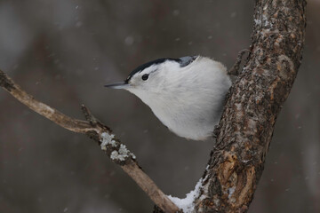 nuthatch