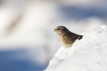 bird in snow