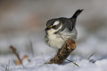 red backed shrike on branch