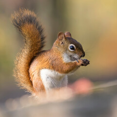 Naklejka na ściany i meble squirrel in the park