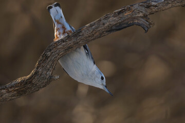 nuthatch