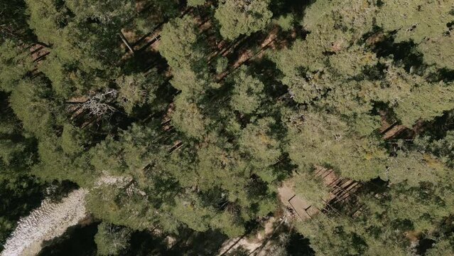 Aerial View Of A Forest In Madrid