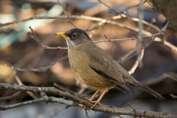 Zorzal (Turdus falcklandii) en otoño.