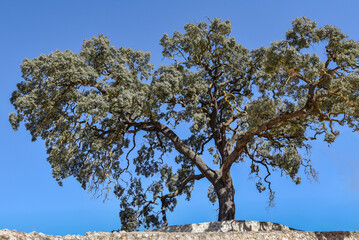 Millennial holm oak from Ambite, Madrid