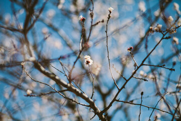 Beautiful white blossom on the trees in spring