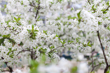 Beautiful white blossom on the trees in spring