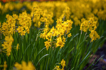 Yellow daffodils in Keukenhof, Netherlands