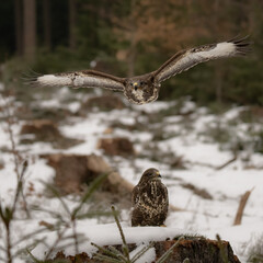 Two Buzzards. Buteo buteo in snowy winter.