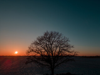 Tree On An Open Field Without Leaves In Winter. Sunset On The Open Field