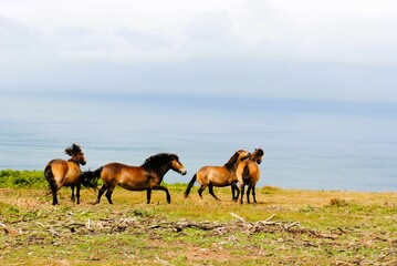 Fototapeta na wymiar Wild Ponies on the coastal farmlands overlooking the Bristol Channel
