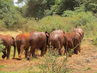 Herd of elephants heading back after enjoying their mud bath, which helps them cool down from the heat of the Africa sun.  This image was taken while on a Masai Mara safari tour in Kenya.      