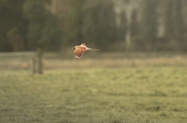 Der König der Lüfte: Ein majestätischer Turmfalke durchfliegt den Himmel, beherrscht die Thermik...